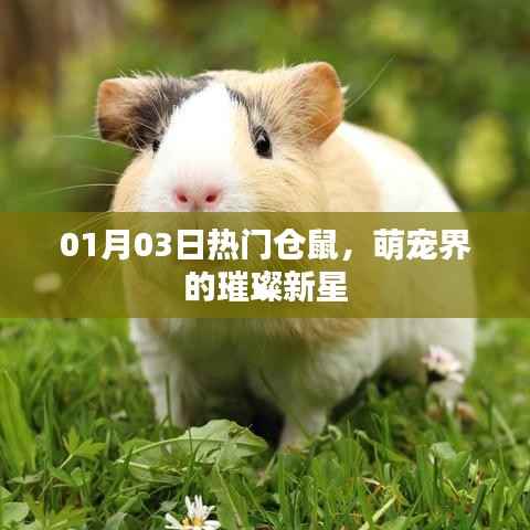 萌宠新星,仓鼠魅力闪耀全场 01月03日热门盘点