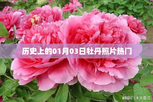 牡丹照片热门背后的历史日期揭秘