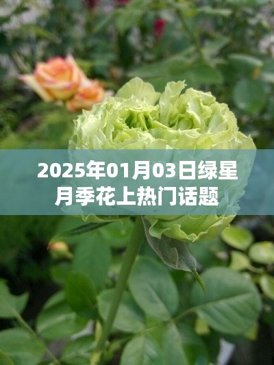 绿星月季花成热门话题,探寻其魅力与未来