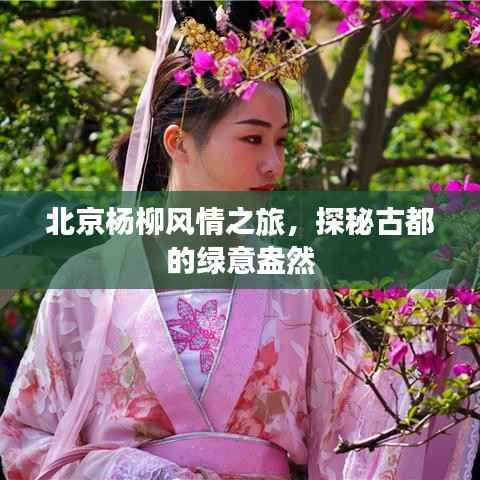 北京杨柳风情之旅,探秘古都的绿意盎然