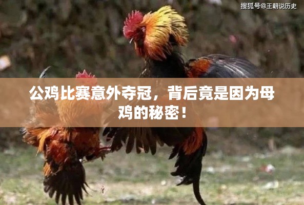 公鸡比赛意外夺冠,背后竟是因为母鸡的秘密!