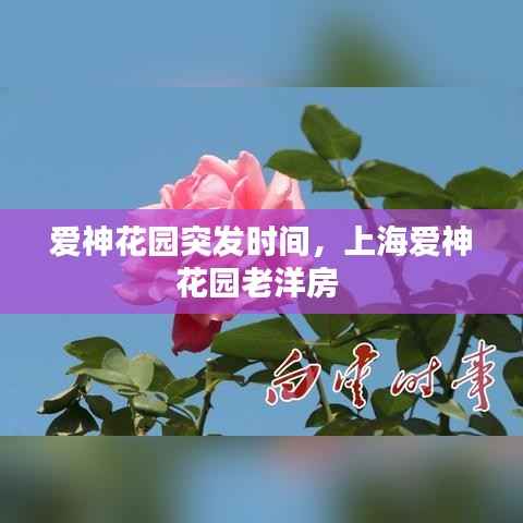 爱神花园突发时间,上海爱神花园老洋房