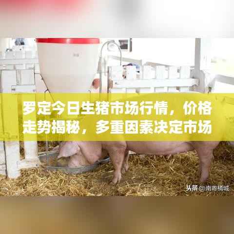 罗定今日生猪市场行情,价格走势揭秘,多重因素决定市场动向